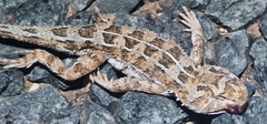 Tympanocryptis petersi