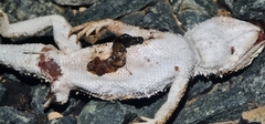 Tympanocryptis petersi