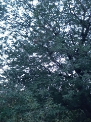 Semnopithecus hypoleucos