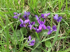 Viola odorata