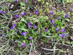 Viola odorata