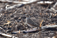 Alauda arvensis