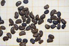 Robinia pseudoacacia