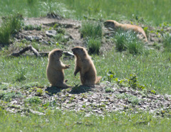 Marmota kastschenkoi