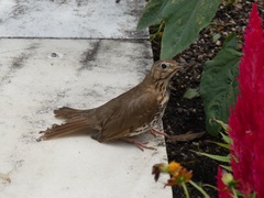 Turdus philomelos clarkei