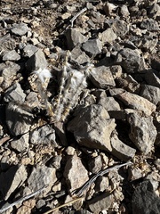 Dasyochloa pulchella