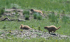 Marmota kastschenkoi