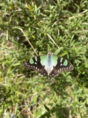 Graphium macleayanus