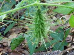 Echinopepon wrightii