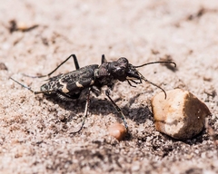 Cicindela sylvatica