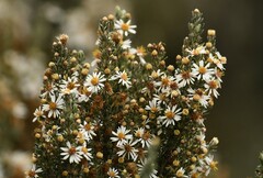 Diplostephium ericoides