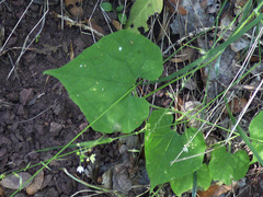 Echinopepon wrightii