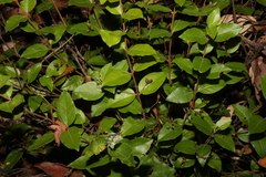Notelaea ovata