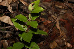 Notelaea ovata