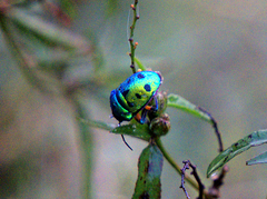 Chrysocoris