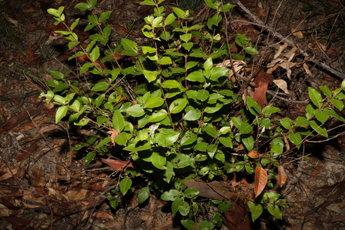 Image of Notelaea ovata by (c) Greg Tasney, some rights reserved (CC BY-SA)