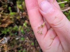 Luzula picta pallida