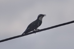 Chrysococcyx caprius