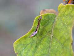 Odontomantis planiceps