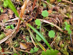 Luzula picta pallida