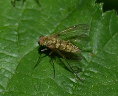 Chrysopilus asiliformis