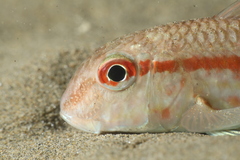 Mullus barbatus