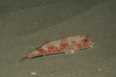 Mullus barbatus