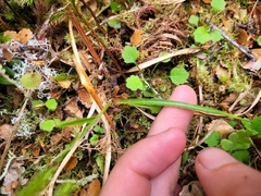 Luzula picta pallida