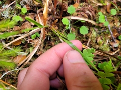 Luzula picta pallida