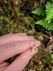 Luzula picta pallida