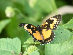 Chlosyne lacinia saundersi