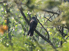 Cacomantis passerinus