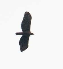 Nisaetus nipalensis