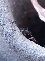 Pheidole sykesii