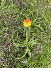 Kniphofia uvaria