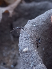 Pheidole sykesii
