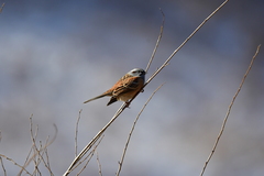 Emberiza godlewskii
