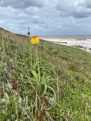 Kniphofia uvaria