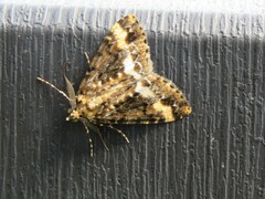 Pseudocoremia leucelaea