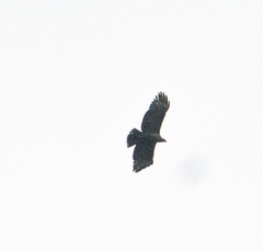 Nisaetus nipalensis