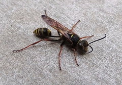 Sceliphron curvatum