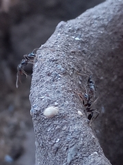 Pheidole sykesii