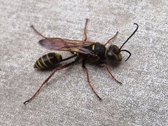 Sceliphron curvatum