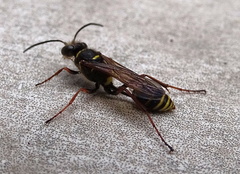 Sceliphron curvatum