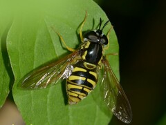 Chrysotoxum cautum