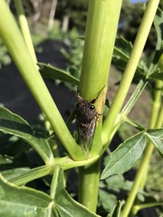Gelidea torrida