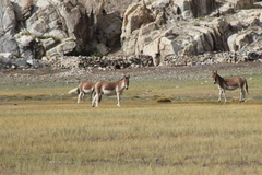 Equus kiang