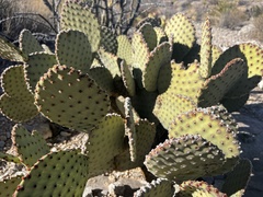 Opuntia rufida