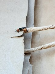 Chauliognathus tricolor