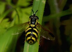 Chrysotoxum intermedium